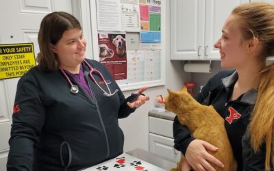 Key Steps for Mentoring The “Money-Hungry” Veterinarian